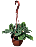 Green Maranta